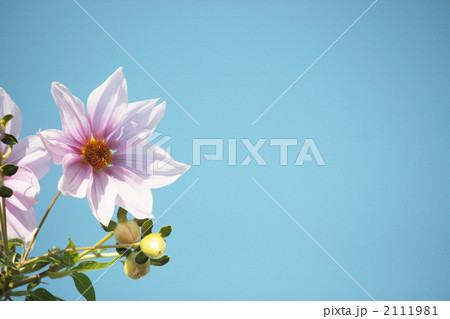 皇帝ダリア-02■木立ダリア・晩秋の花 2111981