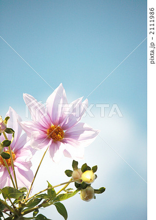 皇帝ダリア-03■木立ダリア・晩秋の花 2111986