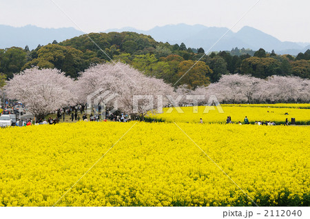 宮崎県西都市西都原の菜の花畑と桜並木 2112040