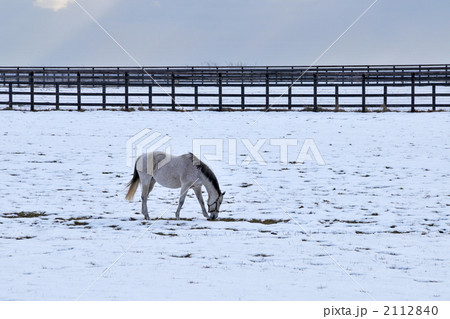 サラブレット サラブレット 2112840