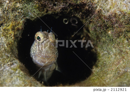 セグメンテッドブレーニー 2112921