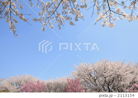 桜 2113154