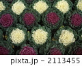 一面に植えられた紅白の葉牡丹 2113455