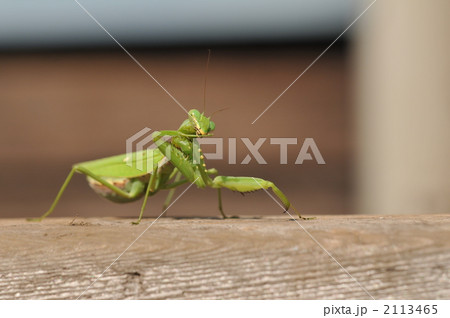 喰ってやろうか？　～ハラビロカマキリ～ 2113465