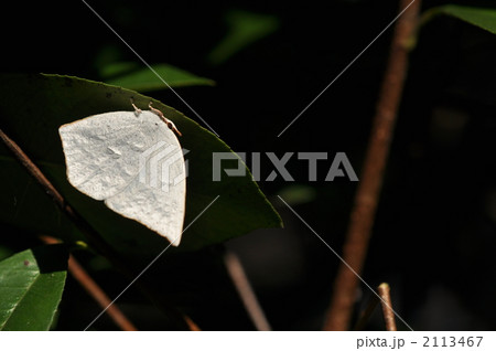 只今、越冬中…　～ウラギンシジミ～ 2113467