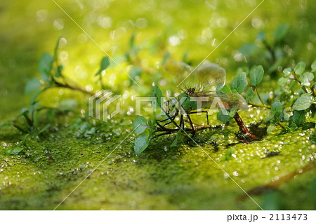 次の世代へ…　～ギンヤンマ～ 2113473