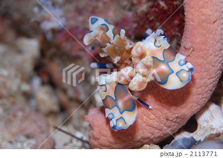 フリソデエビ フリソデエビ 2113771