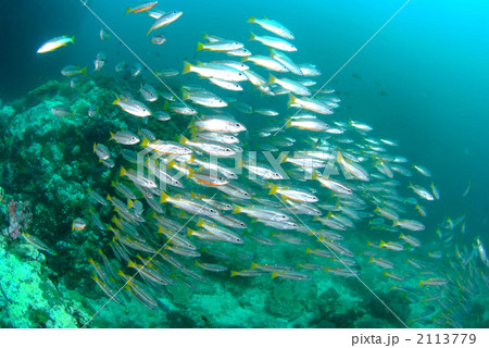 ホソフエダイ ホソフエダイ 2113779