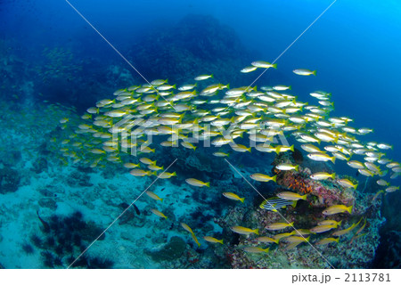 キンセンフエダイ 2113781