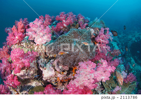 スカンクアネモネフィッシュ 2113786