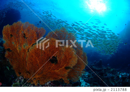 リチュリューロック 2113788