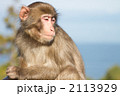 日本猿4 2113929