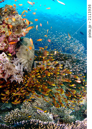 キンメモドキ 2113936