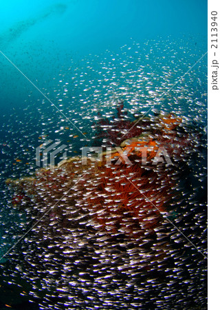 キンメモドキ 2113940