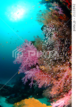 ソフトコーラル ソフトコーラル 2113942