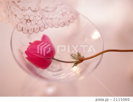 シャンパングラスと赤いアネモネの花 2115060