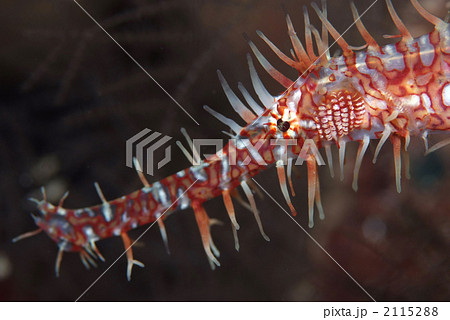 ニシキフウライウオ 2115288