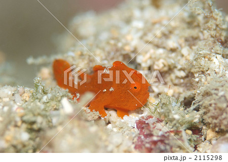 イロカエルアンコウ イロカエルアンコウ 2115298