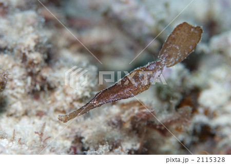 カミソリウオ 2115328