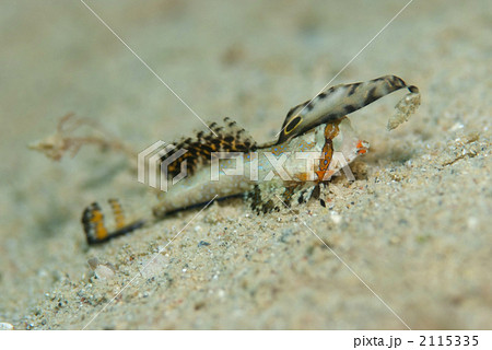 イッポンテグリ 2115335