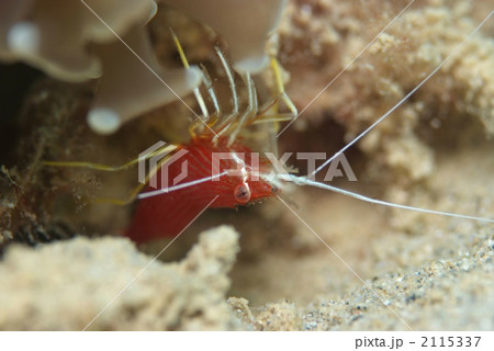 スカシモエビ 2115337
