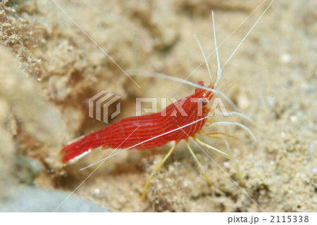 スカシモエビ スカシモエビ 2115338
