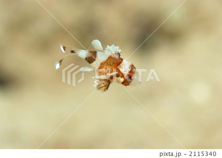 チョウチョウコショウダイ 2115340