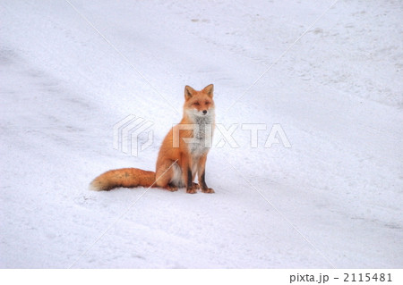 雪の上に座るキタキツネ 2115481