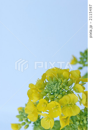 菜の花 2115497