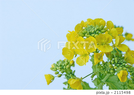 菜の花 2115498