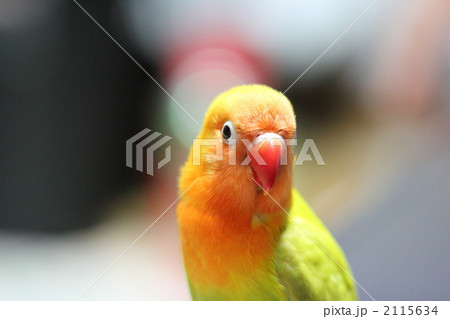 ボタンインコ 2115634