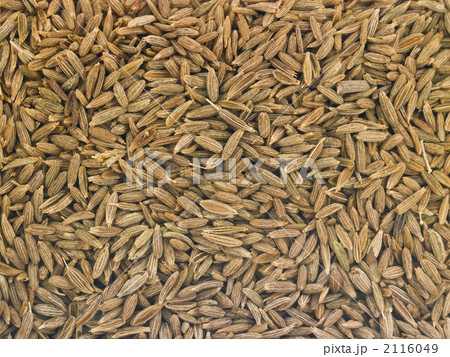 クミン 2116049