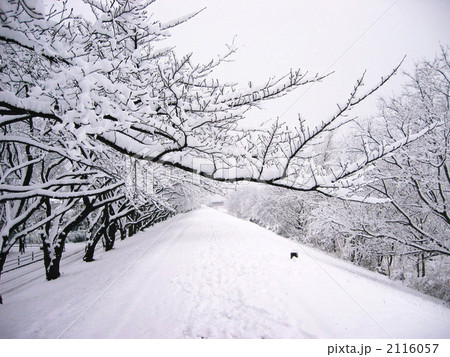 雪の遊歩道1 2116057