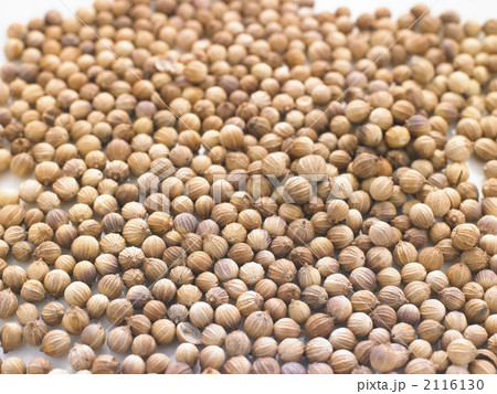 コリアンダー 2116130