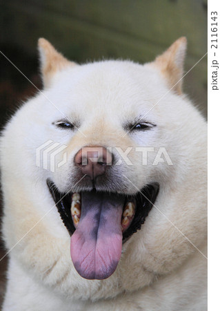 夏バテしている北海道犬の写真素材