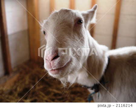 やぎの笑顔 2116214