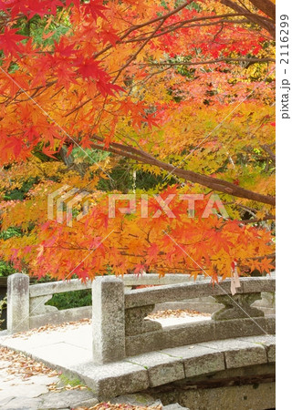 紅葉と石橋 紅葉と石橋 2116299