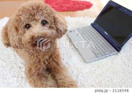犬　パソコン４ 2116548