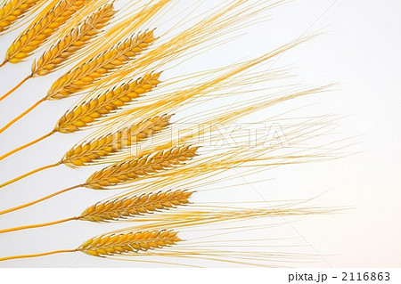 麦の穂 2116863