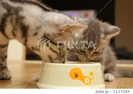 食べていい? 食べていい? 2117284