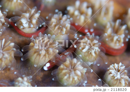 チンヨウジウオ チンヨウジウオ 2118020