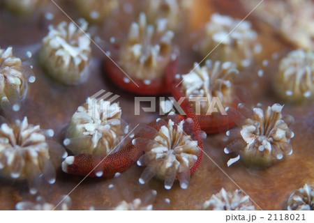 チンヨウジウオ チンヨウジウオ 2118021