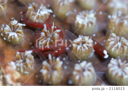 チンヨウジウオ チンヨウジウオ 2118023