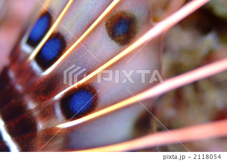 ネッタイミノカサゴ 2118054