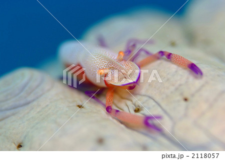 ウミウシカクレエビ 2118057