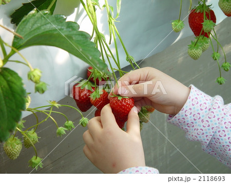 いちご狩りする子ども いちご狩りする子ども 2118693