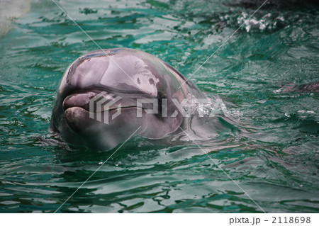 イルカのあいさつ イルカのあいさつ 2118698