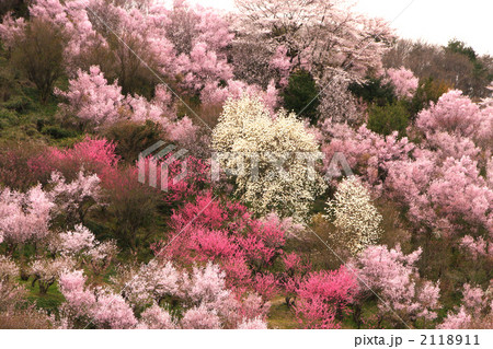 花見山公園の花々 花見山公園の花々 2118911
