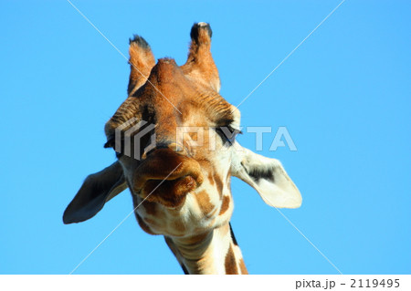 キリンアップ 2119495