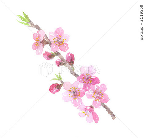 桃の花 枝のイラスト素材